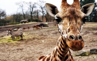 South Africa iGaming News Catch-Up